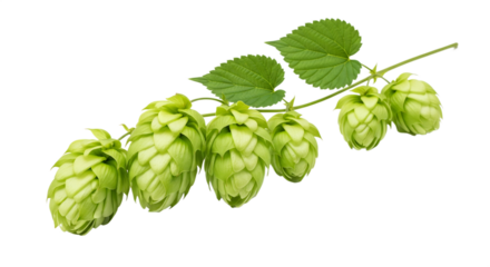 Green hop cones and leaves on black isolated on a transparent background hops plant