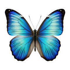 Vibrant blue morpho butterfly wings displaying iridescent shimmering detail against a simple backdrop isolated on transparent background