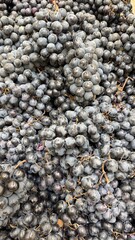 Bunches of ripe purple grapes piled together creating a vibrant background with intricate textures