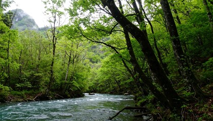 Obraz premium Lush green forest envelops a tranquil river flowing through a scenic valley
