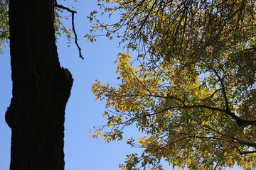 trees in the forest
