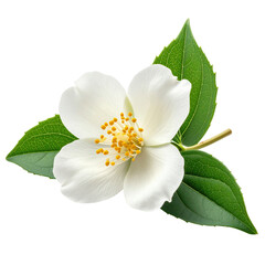 Obraz premium Elegant Jasmine Blossom Displayed Against a Stark transparent Backdrop Embodying Purity Simplicity and Serenity