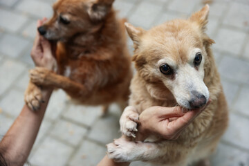 Volunteer with cute stray dogs outdoors, closeup