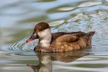 Fistione turco ( Netta rufina )