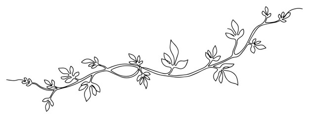 Delicate vine branch divider with leaves, elegant floral line ornament – vector illustration © Luka