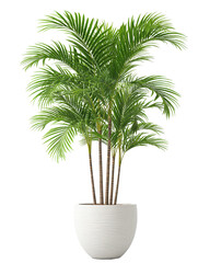 Obraz premium Lush decorative palm with multiple slim trunks in a ribbed ceramic planter, isolated on transparent background. 