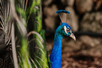 Obraz premium Close-up of an exotic male peacock in natural habitat