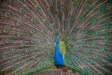 Obraz premium Vibrant peacock with fully fanned feathers in close-up