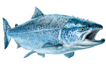 An Atlantic salmon with silver-blue scales, faint water droplets, open mouth, and bent tail, isolated on transparent background.
