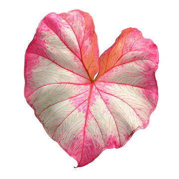 A heart-shaped caladium leaf with a pastel pink center, mint rim, and bold white veins, gently curled, isolated on transparent background.
