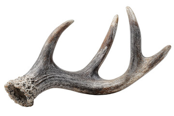 Fototapeta premium A single deer antler shed in charcoal-gray with matte chalky patina, porous base, and natural texture, isolated on transparent background. 