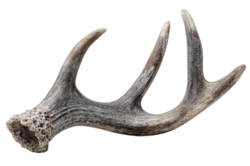 A single deer antler shed in charcoal-gray with matte chalky patina, porous base, and natural texture, isolated on transparent background.
