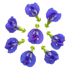 Vibrant Butterfly Pea Flowers A Stunning Floral Arrangement on transparent background
