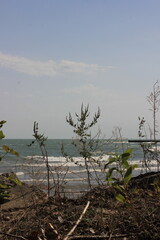 trees on the beach