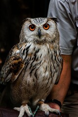 great horned owl