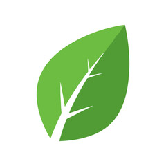 A vibrant green leaf with a delicate branch, symbolizing nature's beauty and growth