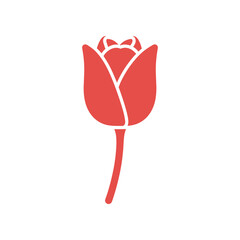A vibrant red tulip in full bloom against a clean white background, symbolizing beauty and nature