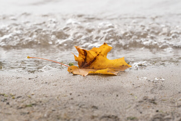 Yellow maple leaf on beach against background of sea. Autumn background.