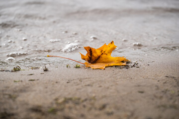 Yellow maple leaf on sand in the rain. Autumn season.