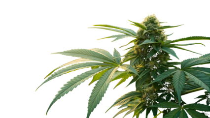 Cannabis Plant Bud and Leaves on PNG Transparent background marijuana