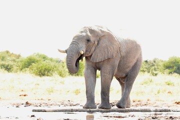 Elefantenbulle (loxodonta africana) am Wasserloch Tsumcor im Etoscha Nationalpark