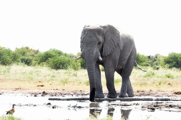 Elefantenbulle (loxodonta africana) am Wasserloch Tsumcor im Etoscha Nationalpark
