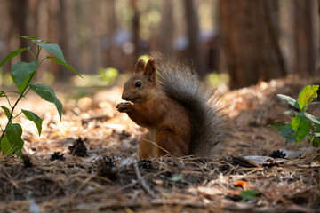 Squirrel in forest is gnawing on pine cones.