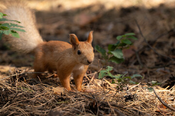 Squirrel in autumn forest. Wildlife closeup.