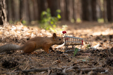 Squirrel with shopping cart on ground in forest.