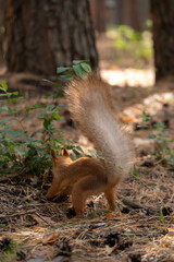 Squirrel in forest hides supplies for winter, closeup, view animal from behind.