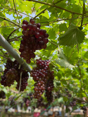 red wine grapes.