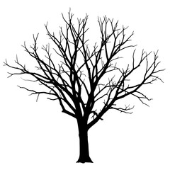 Silhouette of a bare deciduous tree with intricate branches against a white background