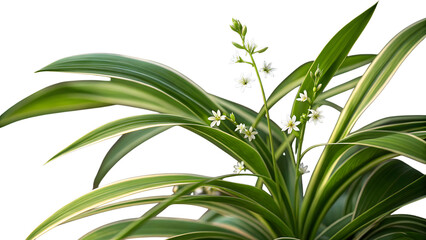 Fototapeta premium Chlorophytum comosum with white flowers