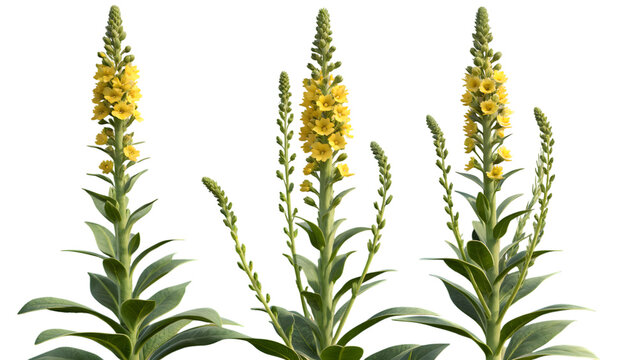 Three Yellow Verbascum Flowers Keywords: Plant PNG Transparent background