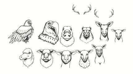 Hand-drawn illustrations of various animal heads and a bird, showcasing detailed linework and diverse wildlife.