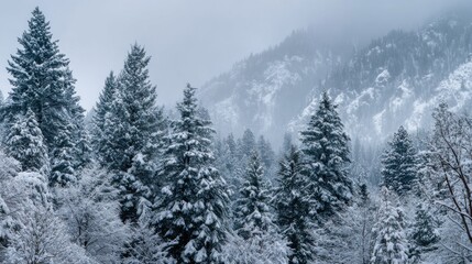 Obraz premium Amidst a foggy winter day, evergreen trees are blanketed in fresh snow, creating a serene atmosphere in a mountainous region. The landscape feels tranquil and untouched.