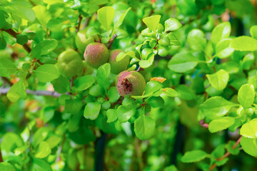 The apples are ripe and have been eaten by bugs