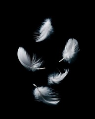 Pure White Feathers Floating Isolated Black Background Soft Light Freedom