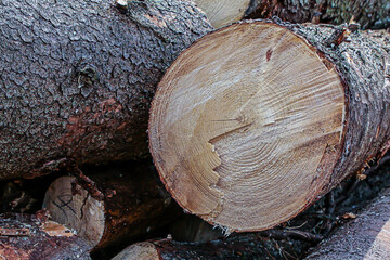 long thick trunks pine many wood straight symmetrical construction eco building materials background design