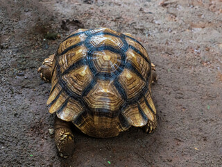 A turtle laying on the ground. The turtle is brown and has a black shell