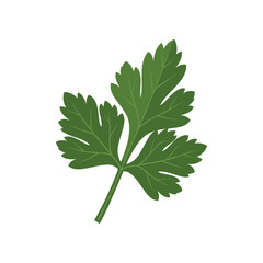 Fresh green parsley leaf isolated on white background, ideal for culinary and health-related uses