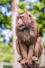 large adult Crab-eating Macaque portrait of a monkey sitting on a wooden pole on a blurred background of a rainforest copy space invitation card tropical reserve