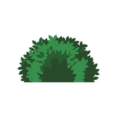Lush green shrub with dense foliage, set against a plain white background, ideal for nature themes