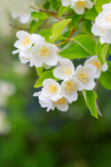 Concept of freshness and beauty, as the flowers are vibrant and colorful