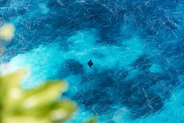 Fototapeta premium Giant oceanic manta ray swimming in clear blue water