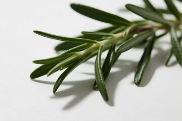 Fototapeta premium A fresh rosemary sprig is placed on a clean white background in close-up, revealing the details of its needle-like green leaves and a soft shadow, suggesting aroma and culinary use.