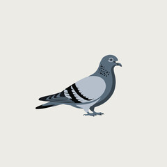 pigion vector illustration