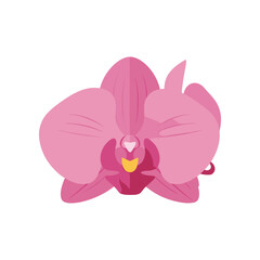 Vibrant pink orchid in full bloom, showcasing intricate petals against a clean background