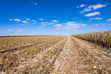 Vista a&eacute;rea de planta&ccedil;&atilde;o de milho colhido