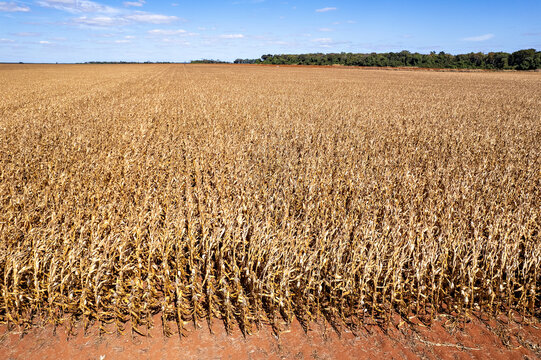 Campo de milho seco , pronto para colheita